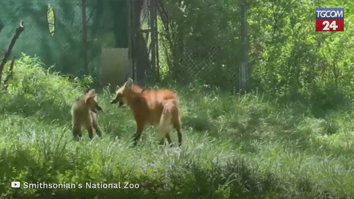 Usa, tre cuccioli di crisocione crescono sani in un centro di conservazione in Virginia