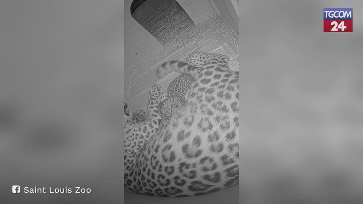 Missouri, nati due cuccioli di leopardo dell'Amur: la specie è a rischio estinzione