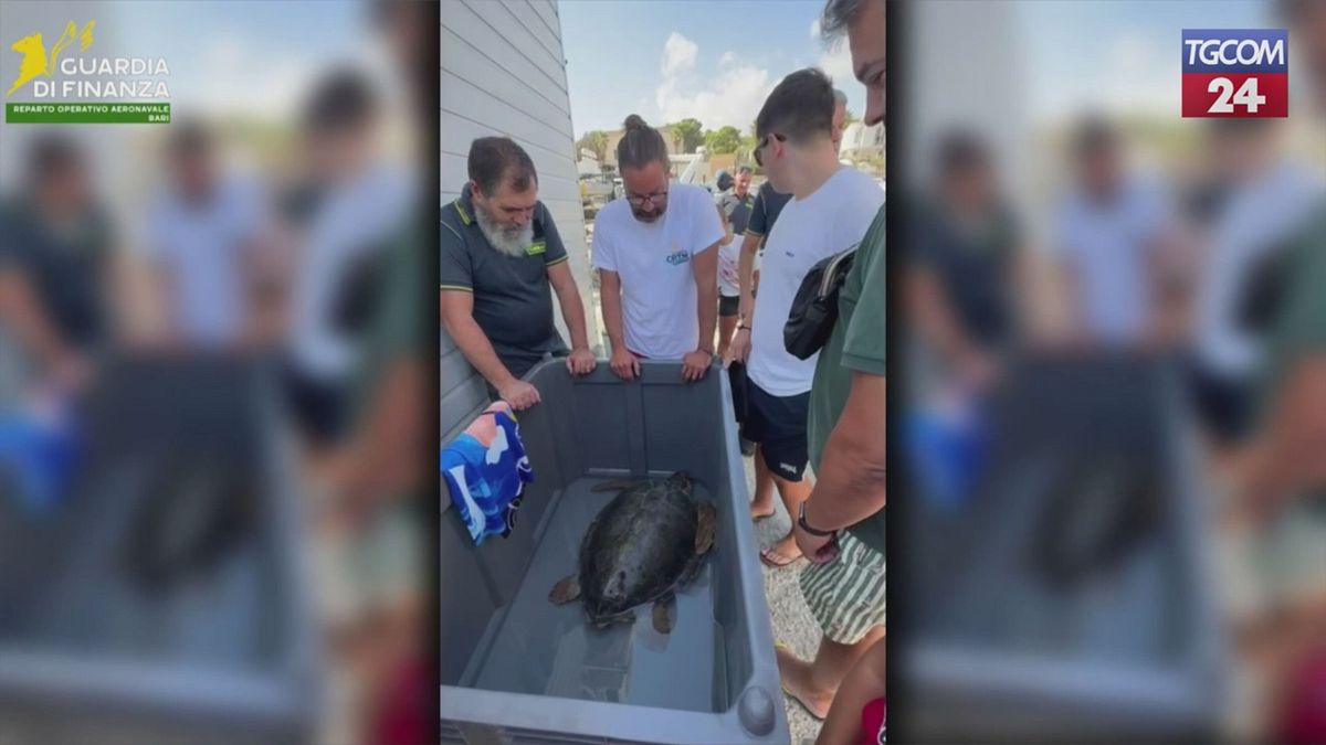 Santa Maria di Leuca, salvata una tartaruga Caretta Caretta dalla guardia di finanza