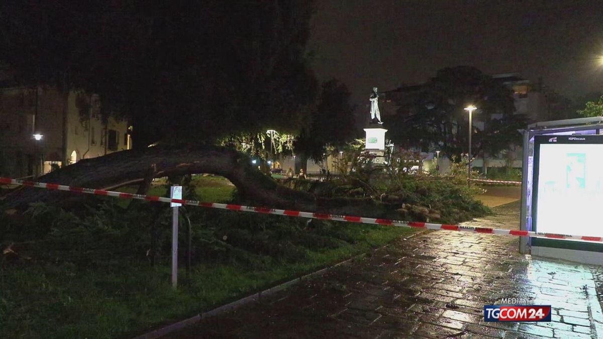 padova acqua e alberi SRV