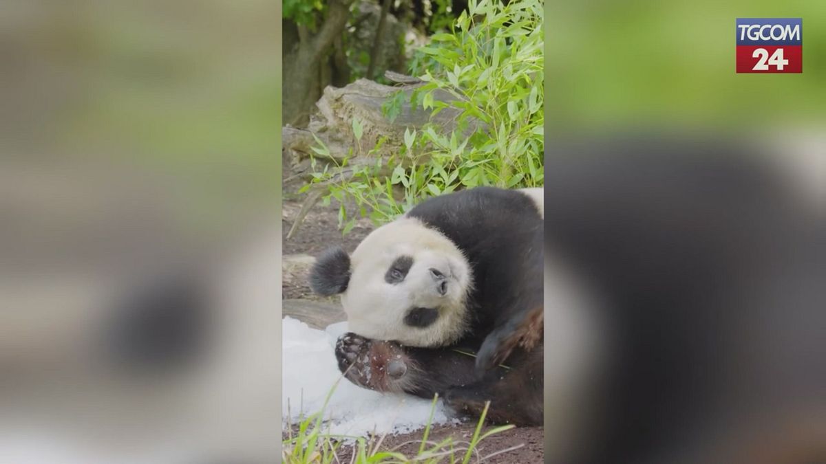 Vienna, ultimi giorni d'estate: i panda si rinfrescano con il ghiaccio tritato