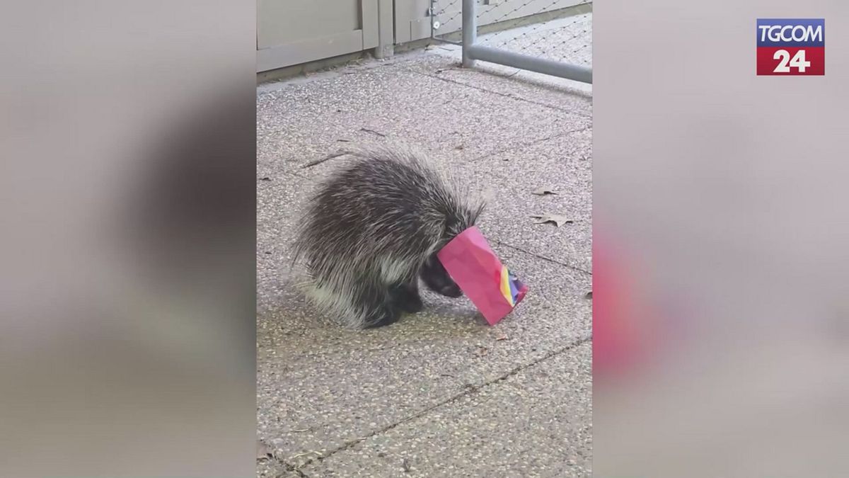 Aurora il porcospino contro  il sacchetto di dolcetti,  chi avrà la meglio?