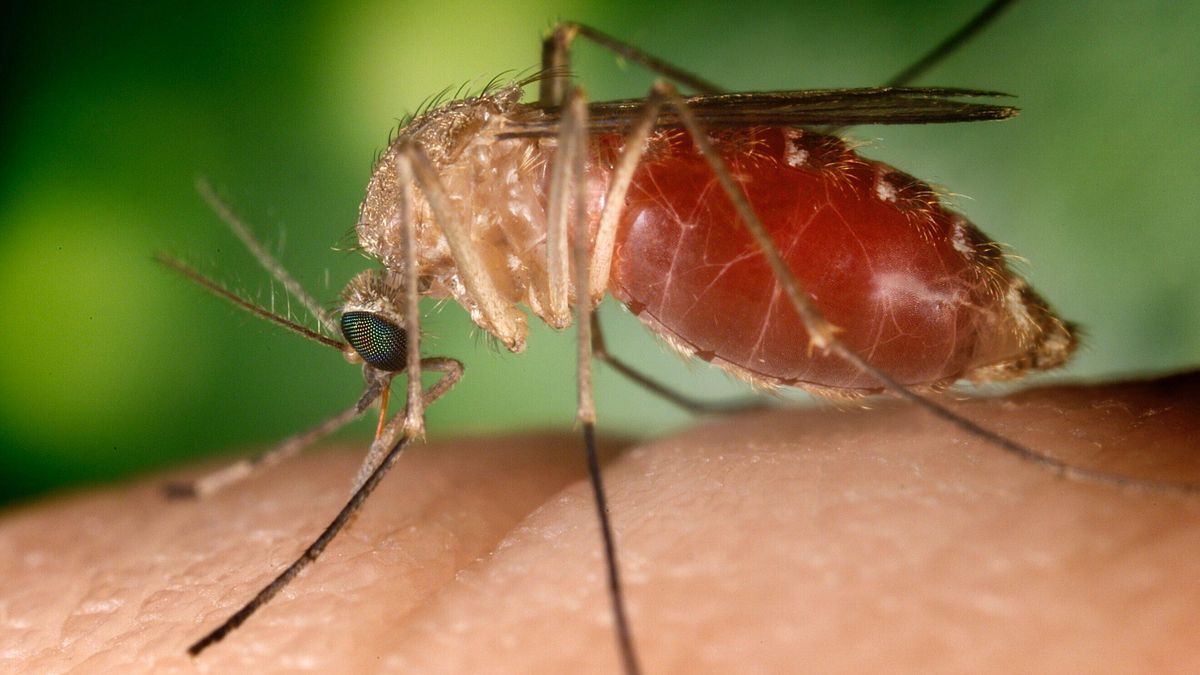  zanzare West Nile