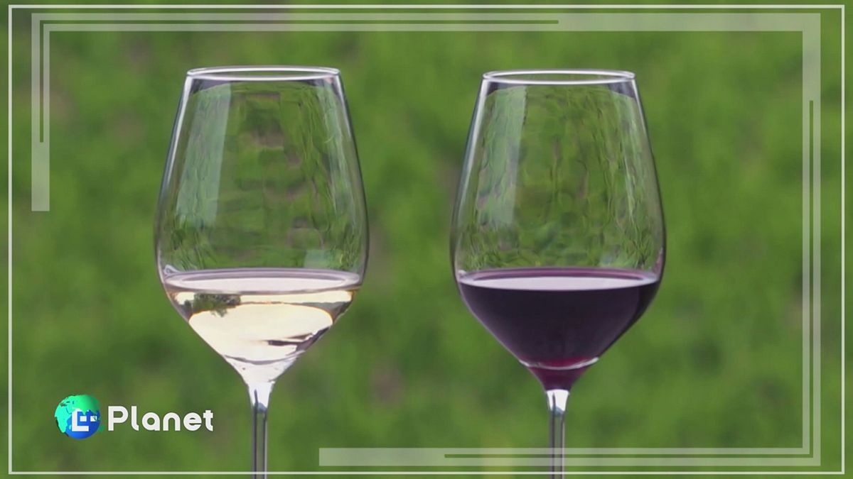 Il vino ai tempi del climate change