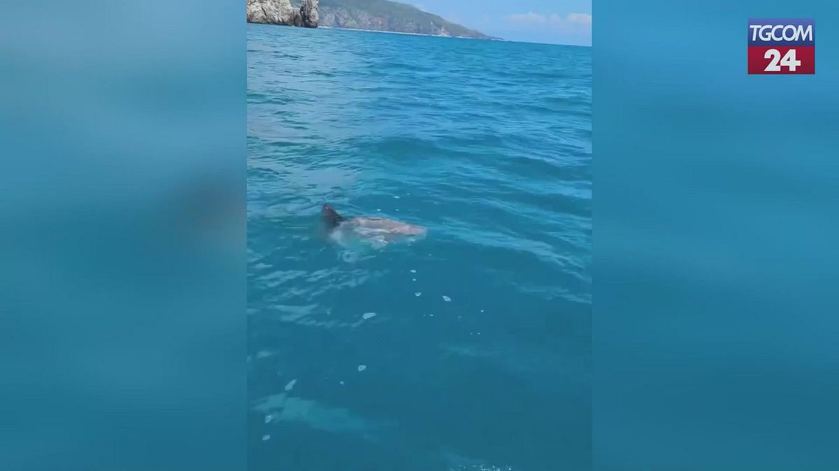 In Cilento un raro esemplare di "pesce luna"