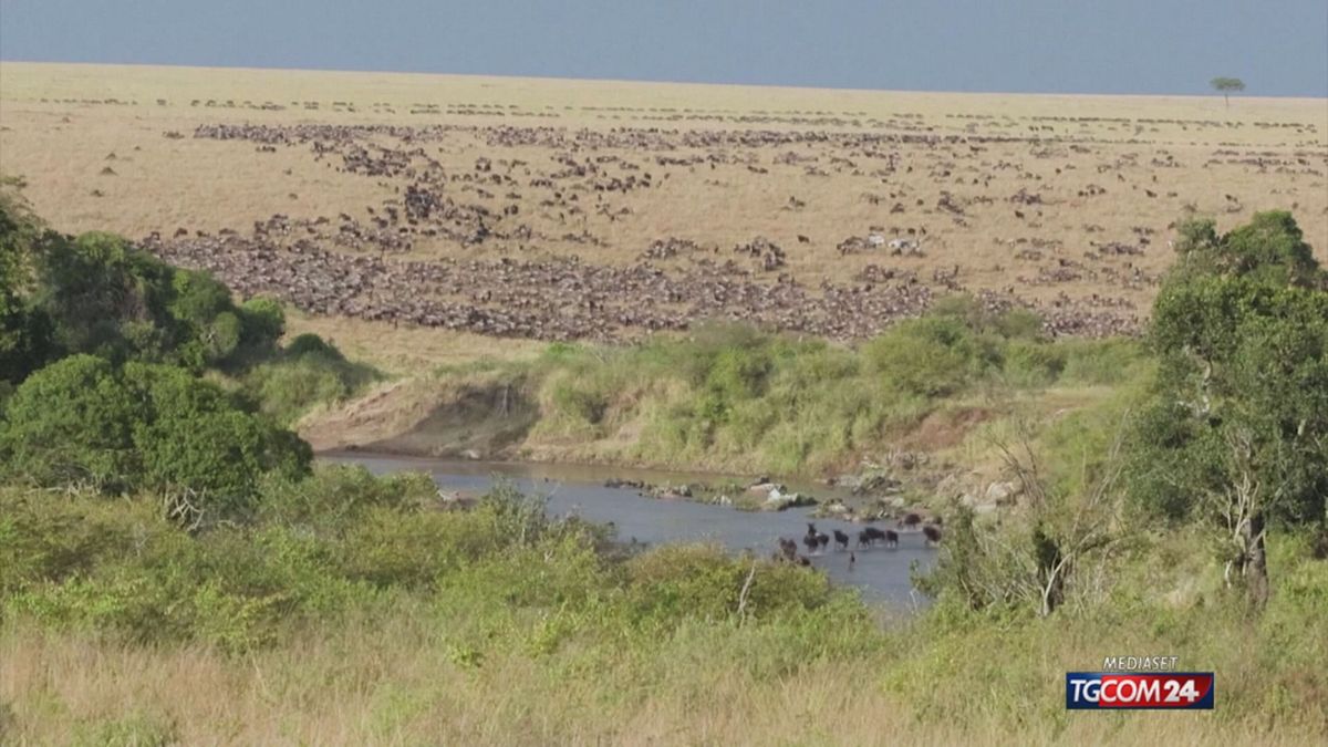 18.00 AFRICA, SCOPERTA LA GRANDE MIGRAZIONE DEGLI ANIMALI SRV