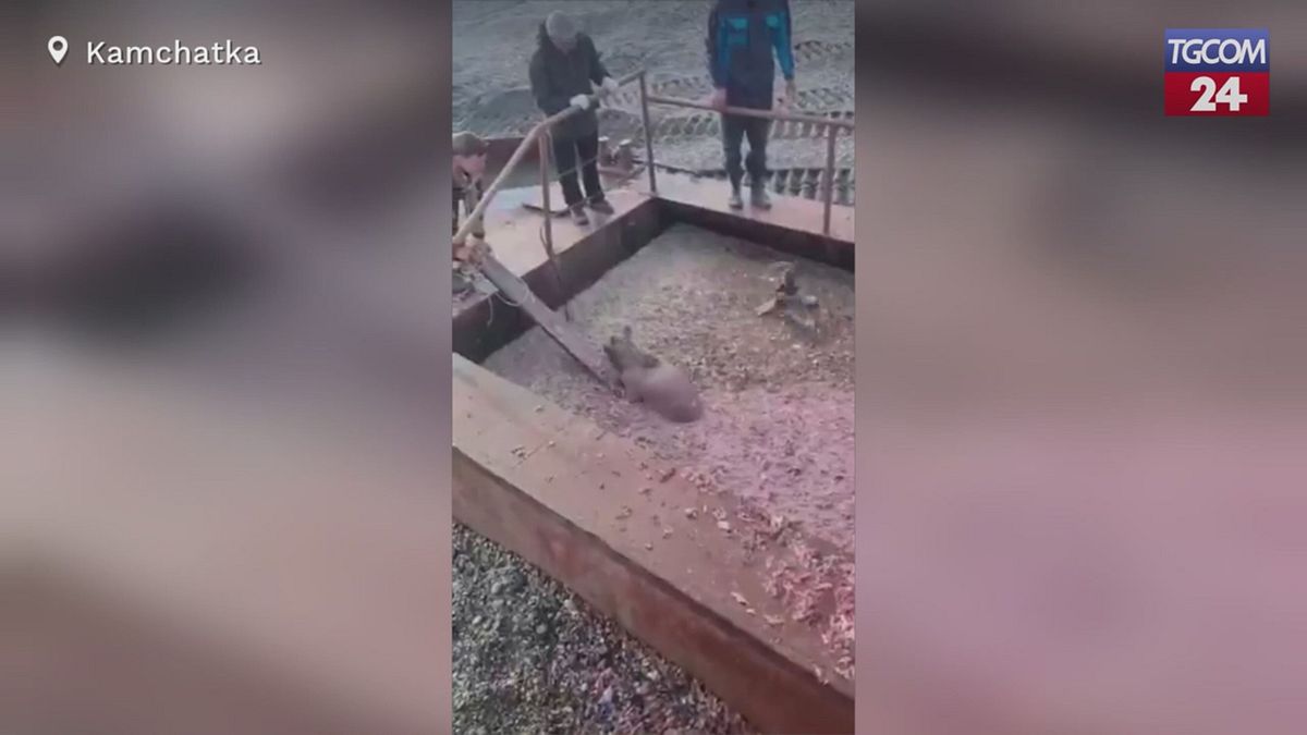 Kamchatka, orso cade in una fossa di rifiuti: salvato dai dipendenti della fabbrica