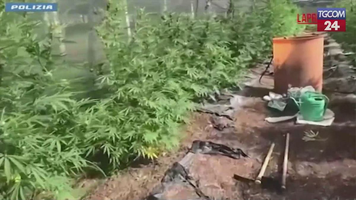 Cisterna di Latina, coltivazione e detenzione di marijuana: un arresto