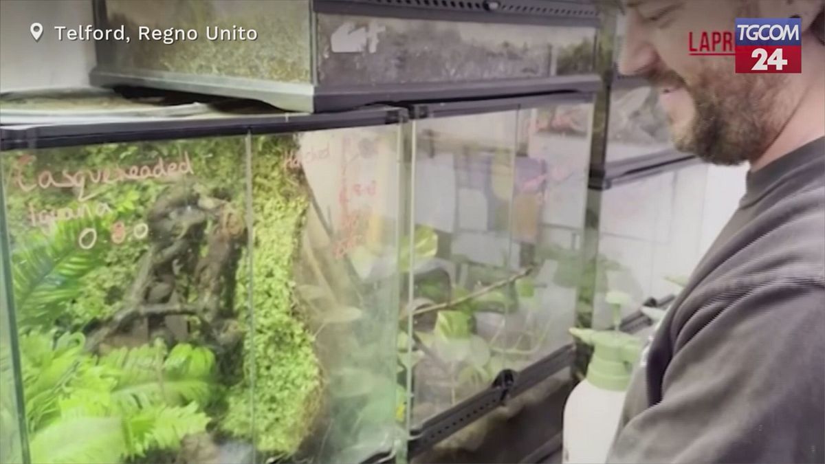 Regno Unito, una rara iguana si riproduce senza un compagno allo zoo di Telford