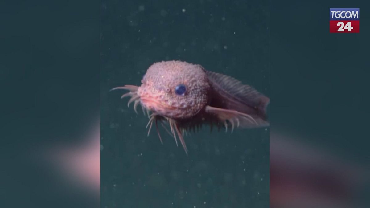 Scoperta negli abissi, il nuovo "pesce lumaca" avvistato a 4mila metri di profondità