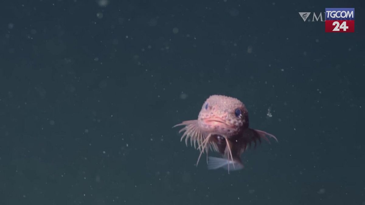 Scoperta in California una nuova specie di pesce