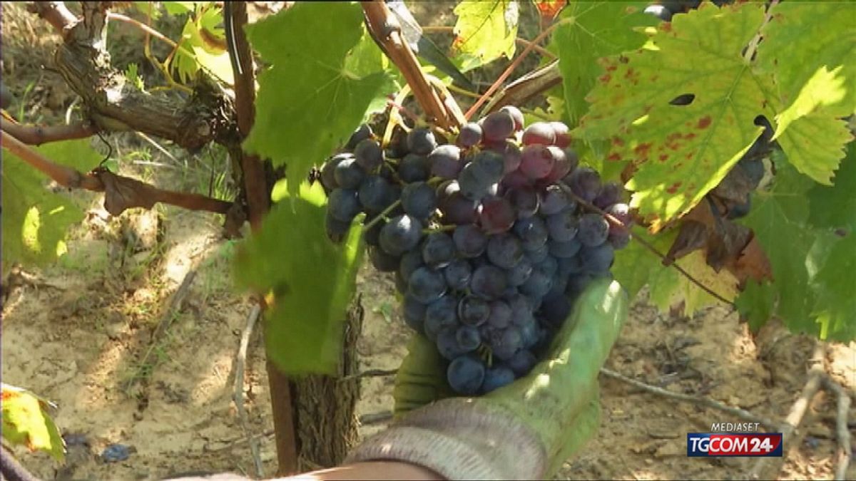 18.00 VENDEMMIA, ITALIA PRIMA AL MONDO SRV