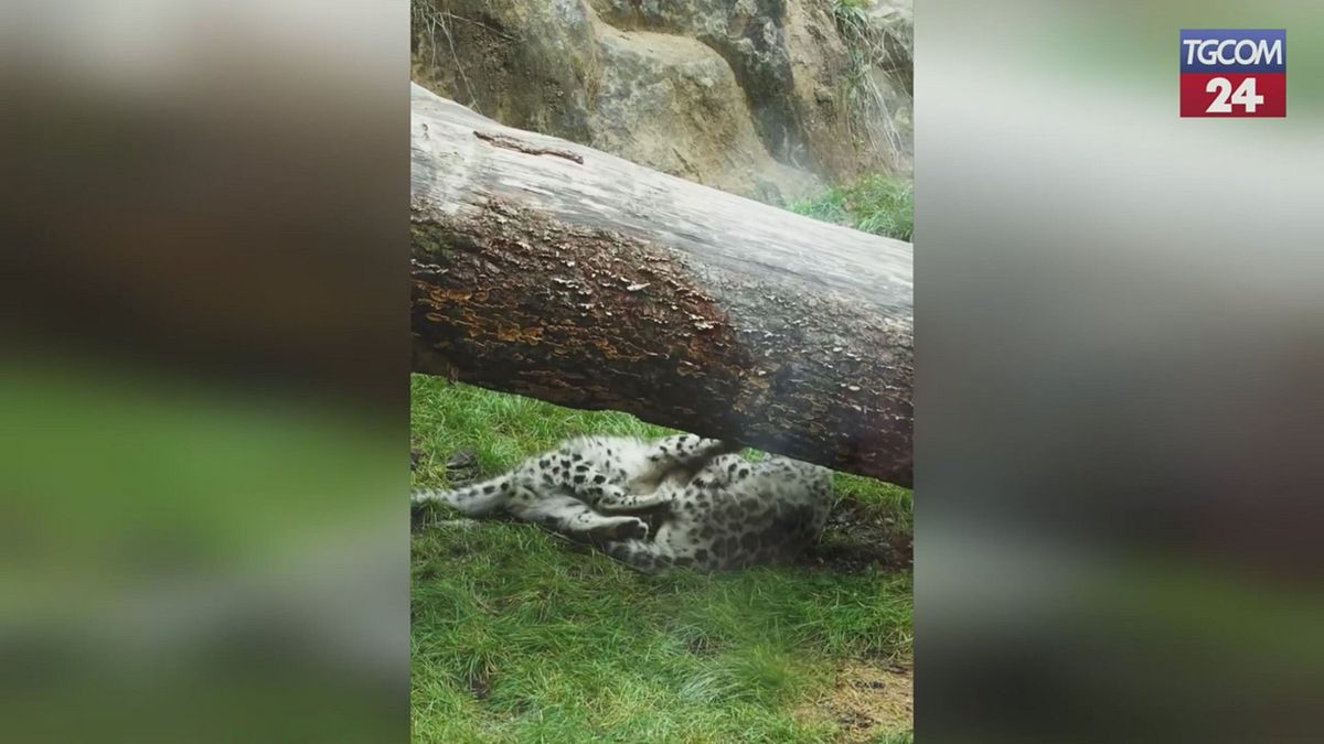 Zoo di Zurigo, i cuccioli di leopardo della neve "a scuola di vita"