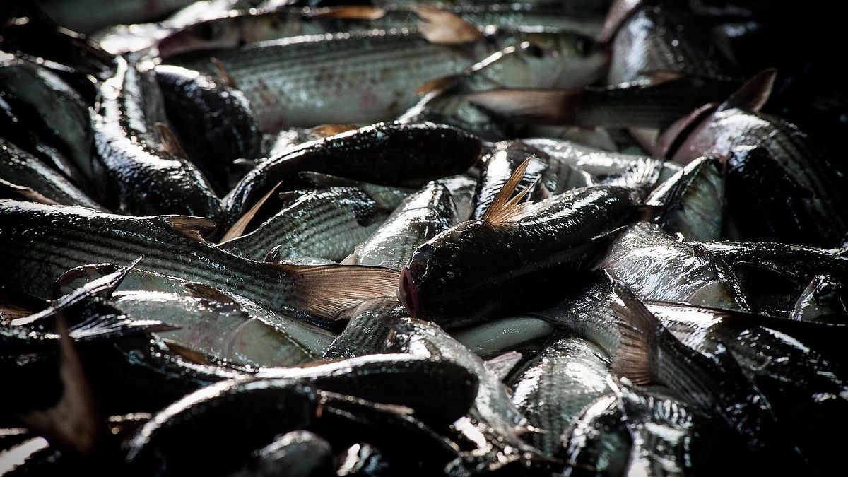 Il muggine Foto: credit Slow Food Terre Oristanesi