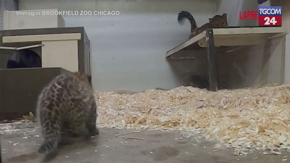 La dolcezza dei cuccioli di leopardo che giocano con la mamma