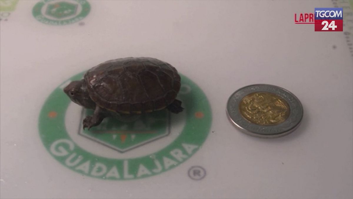 Messico, ecco la tartaruga più piccola del mondo