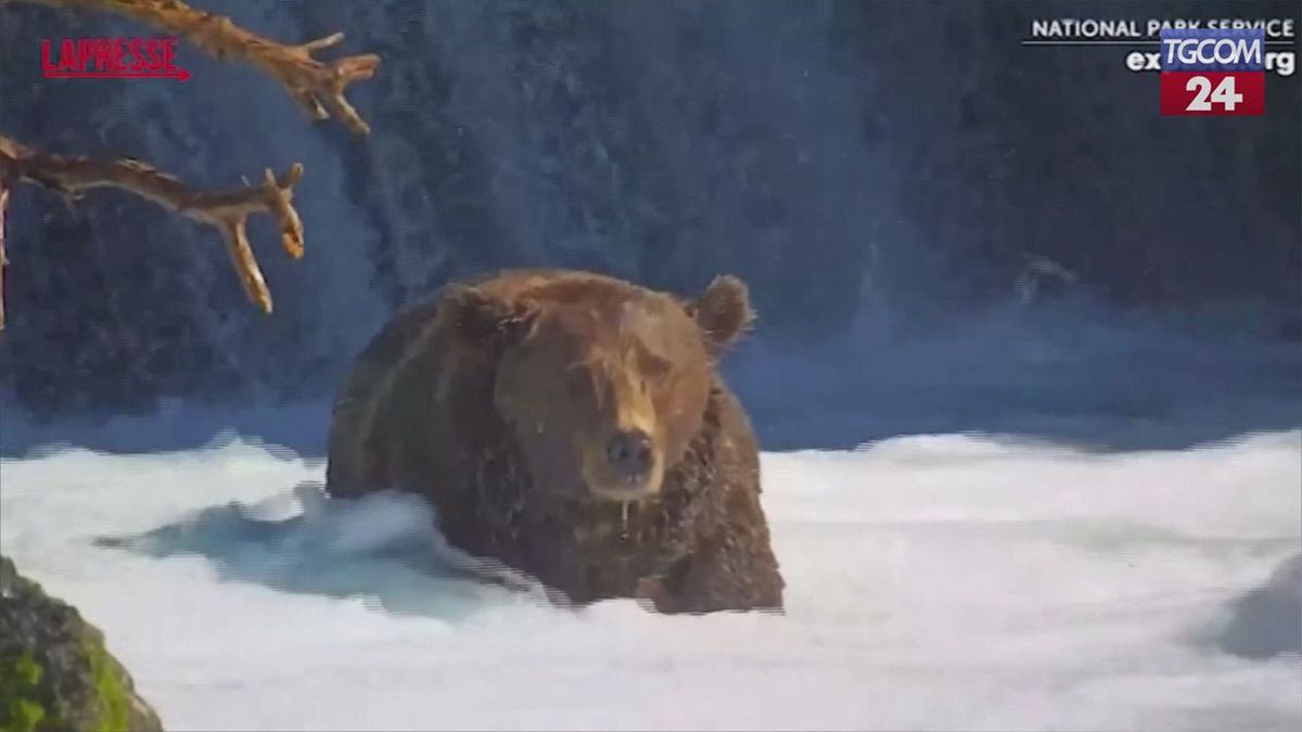 Alaska, la sfilata degli orsi bruni per il concorso Fat Bear Week
