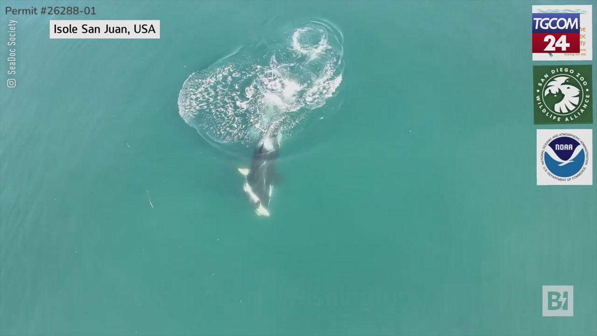 Il "lutto" di mamma orca