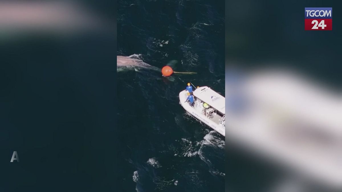 Australia, megattera impigliata: il salvataggio in mare aperto