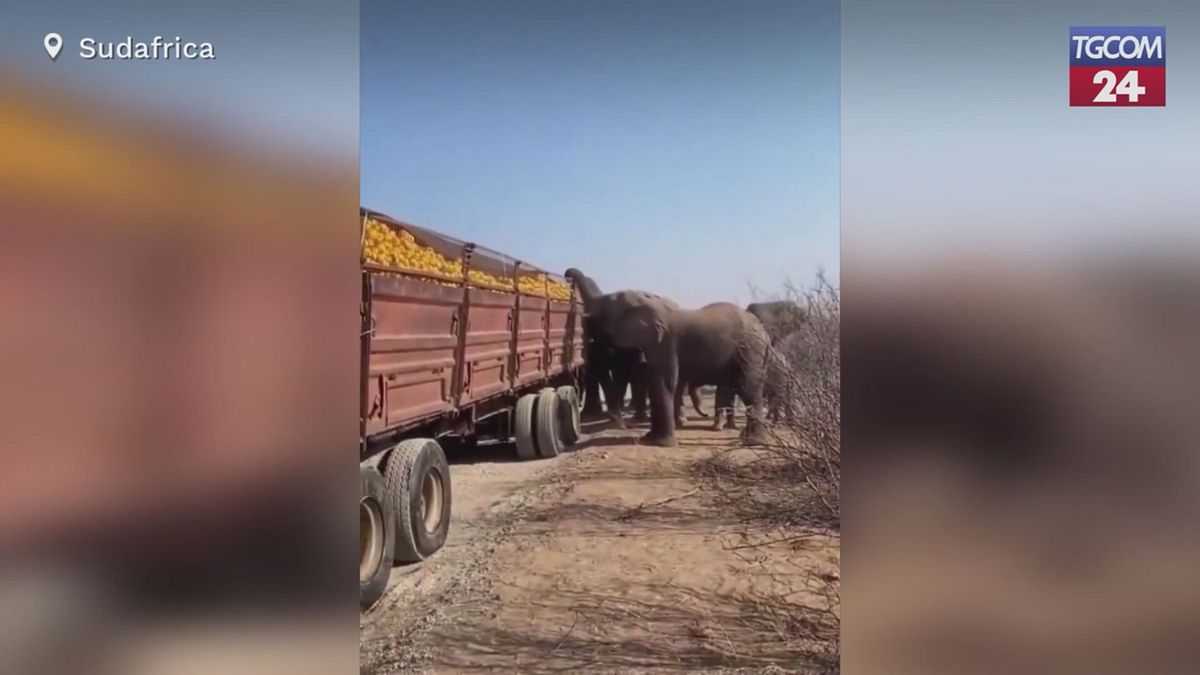 Sudafrica, branco di elefanti assalta un camion di arance in panne