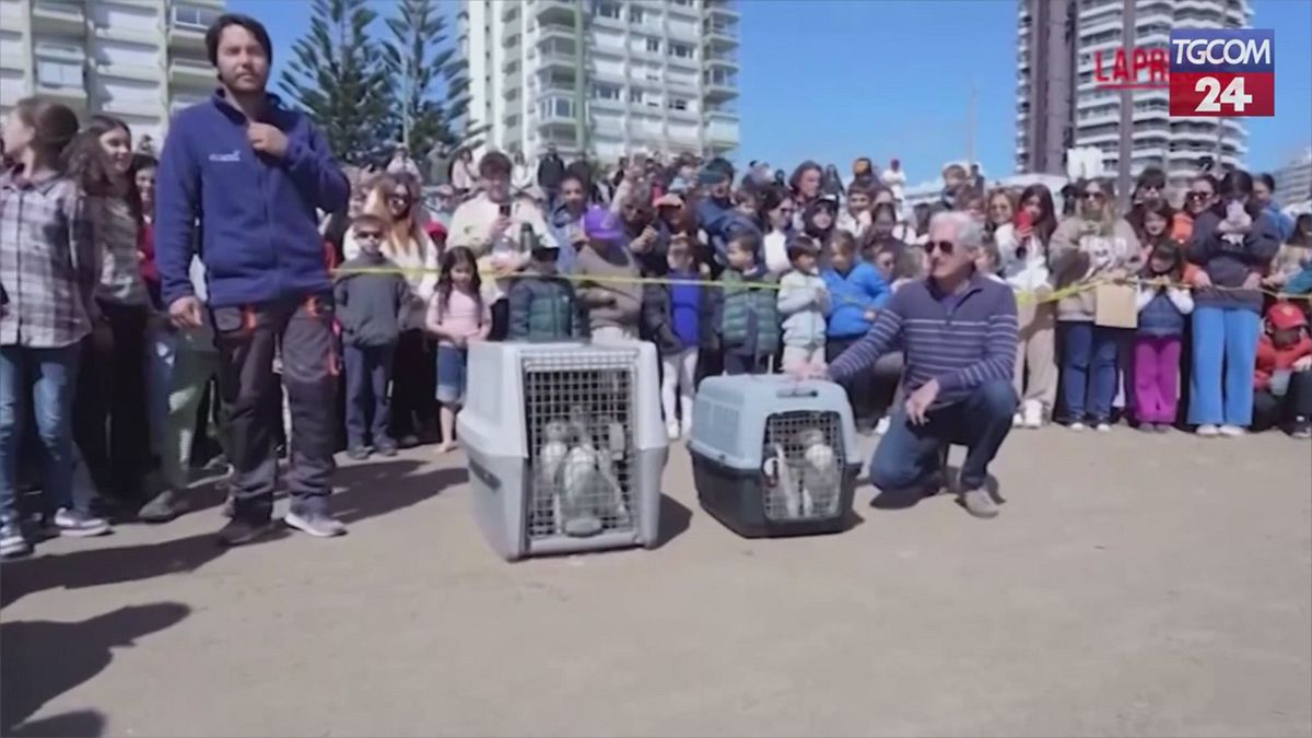 Uruguay, rilasciati in mare a Punta del Este nove pinguini di Magellano