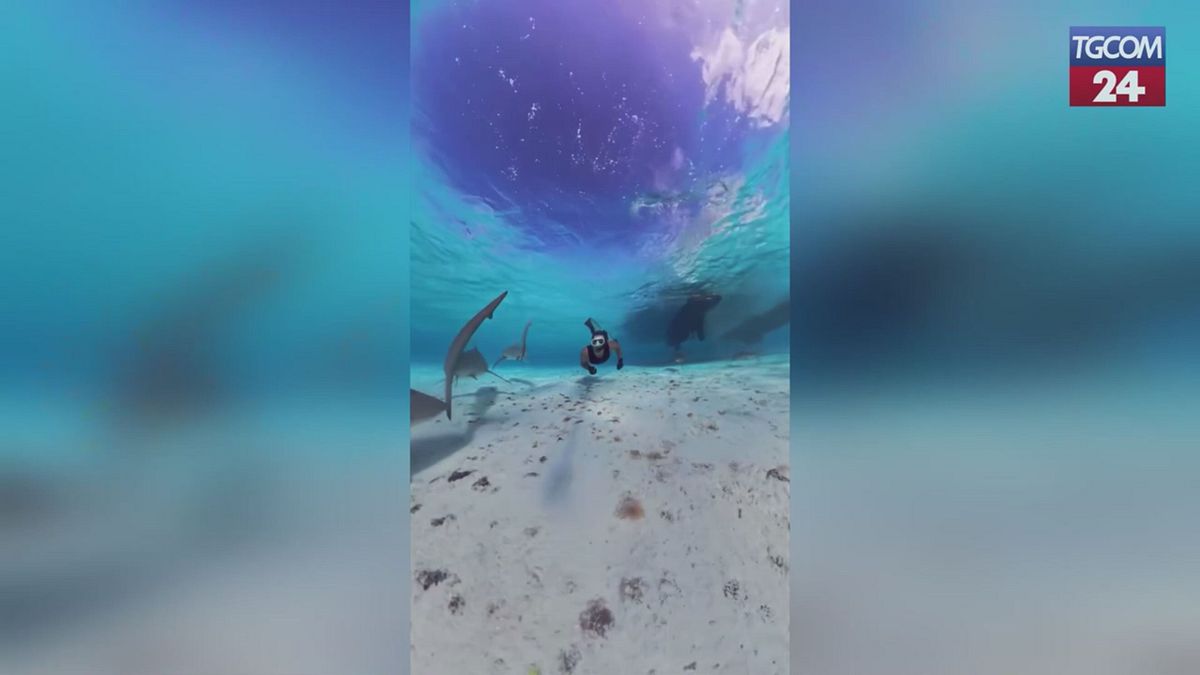Australia, sub circondato da decine di squali nella barriera di Middleton Reef