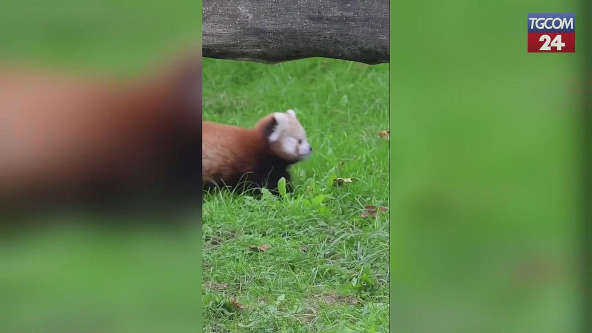 Germania, il cucciolo di panda rosso muove i primi passi allo zoo