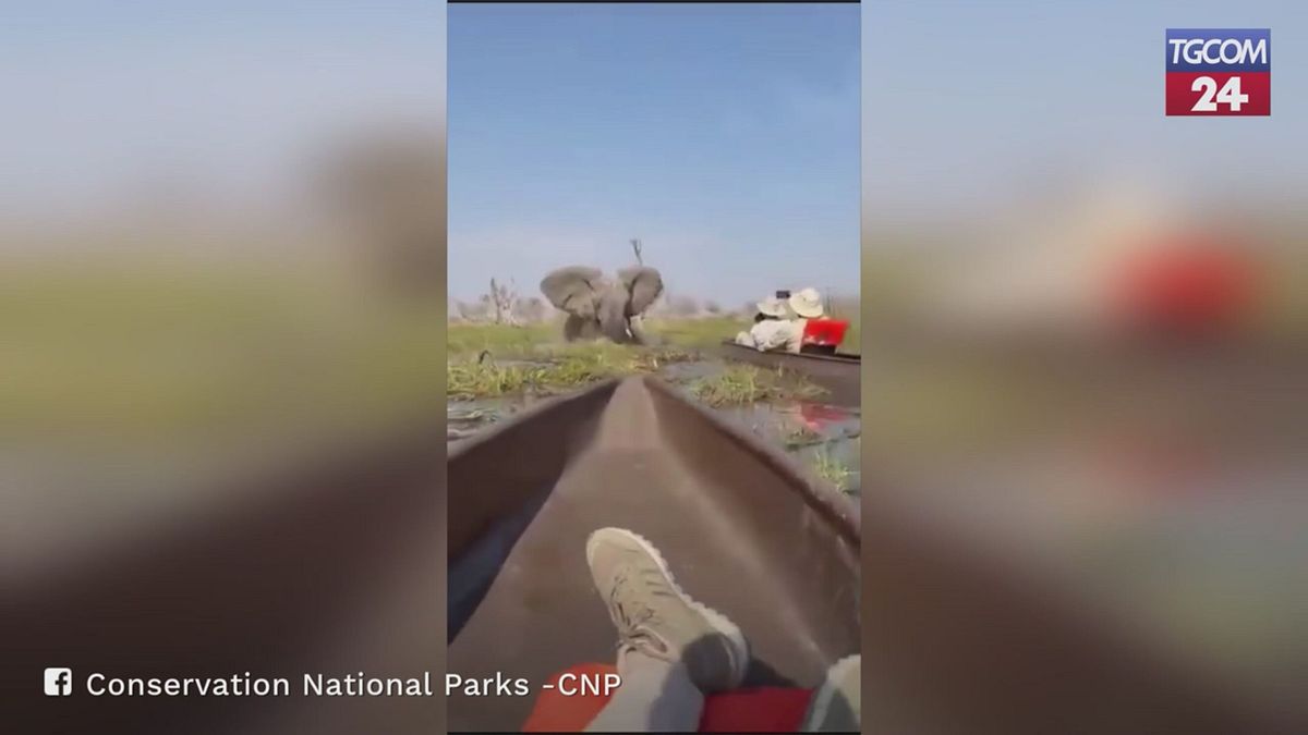 Botswana, elefante attacca canoe di turisti sul delta dell'Okavango