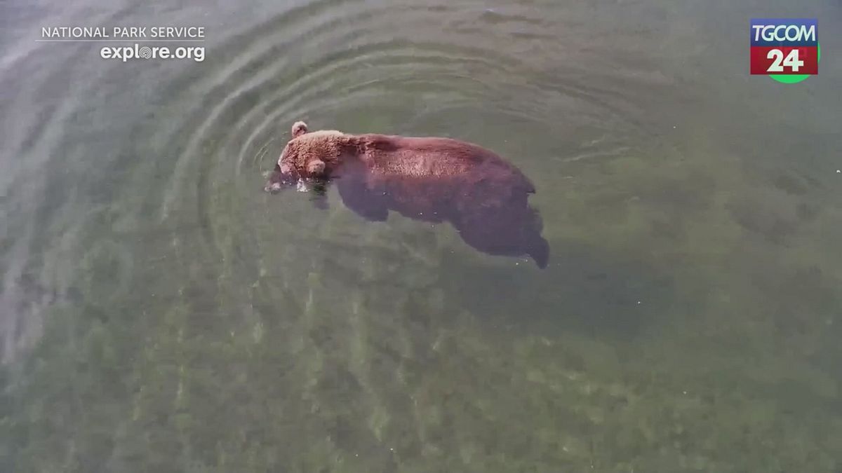 Chunk trionfa nella "Fat Bear Week": l'orso bruno vince il titolo di più grasso dell'Alaska