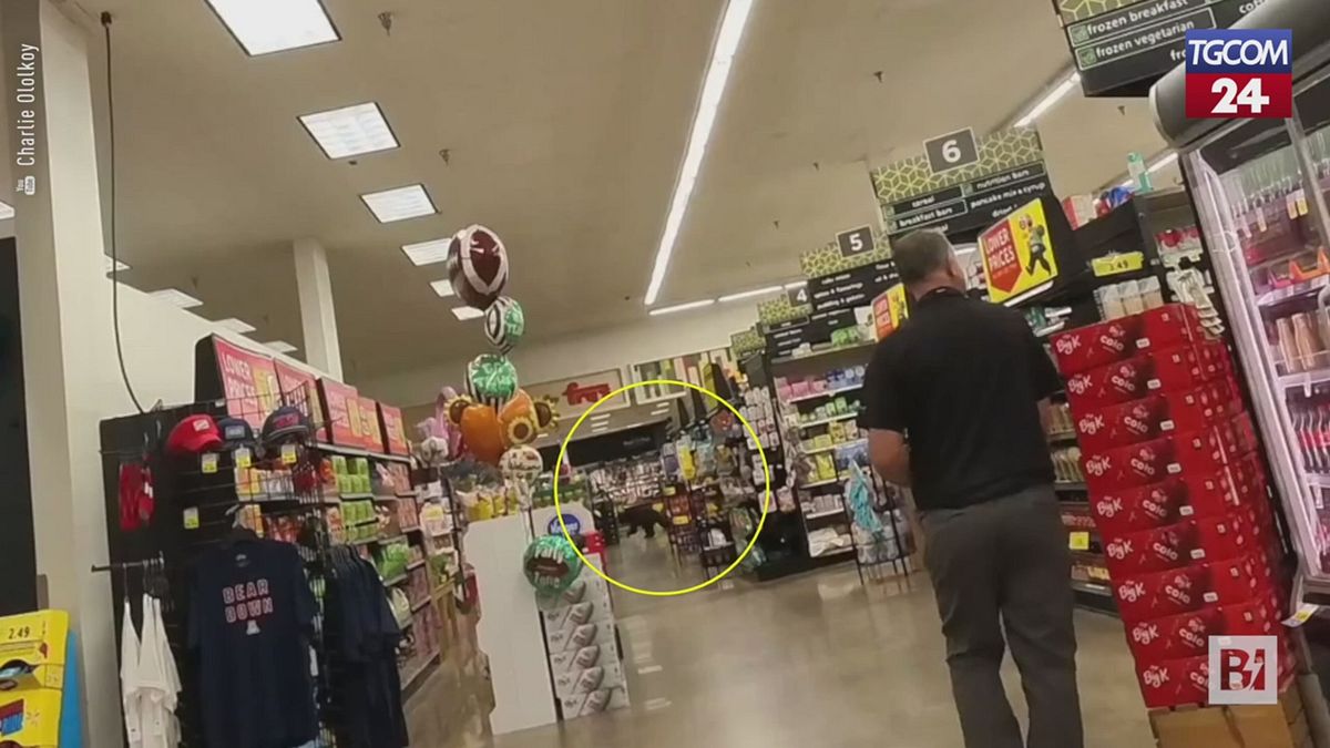Arizona, tra gli scaffali del supermercato spunta un orso bruno