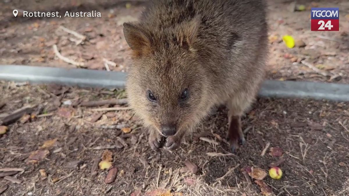 Australia, selfie con i quokka: le star del web che sorridono (ma solo in apparenza)