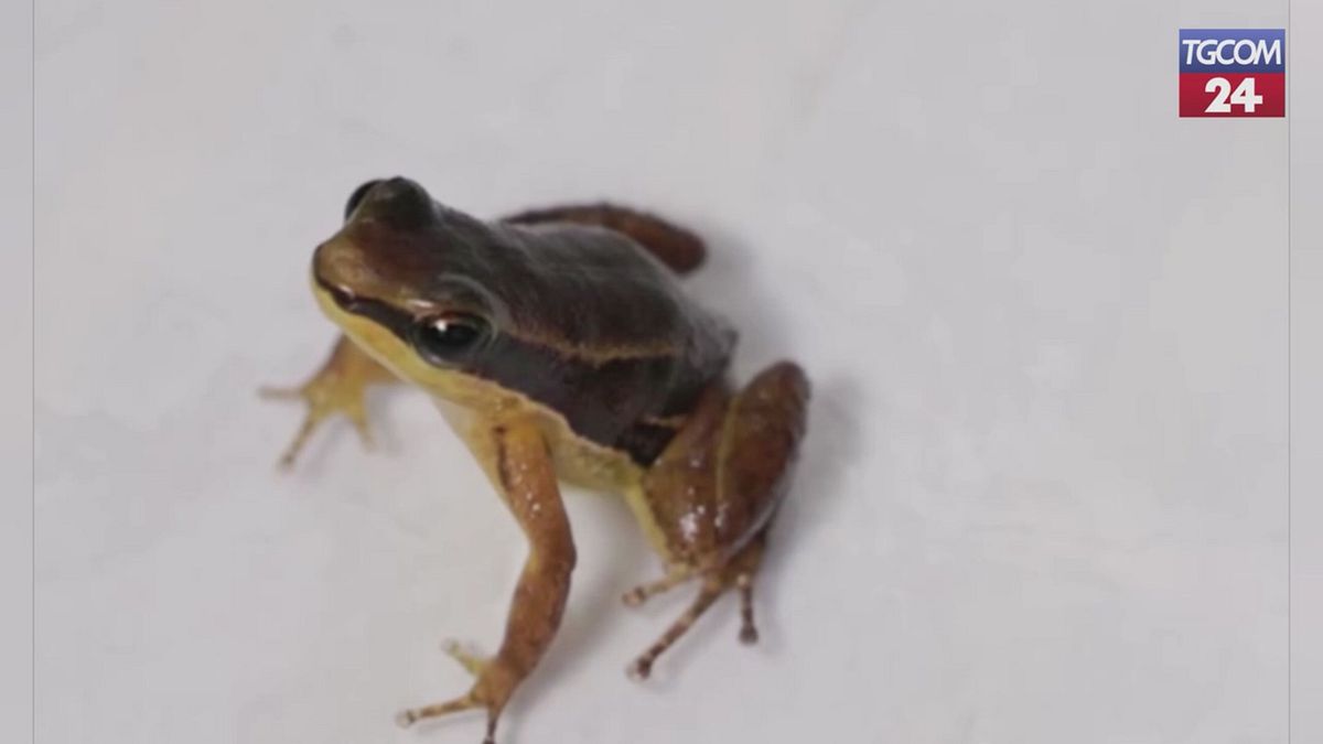 A Panama si torna a sentire gracidare la rana razzo