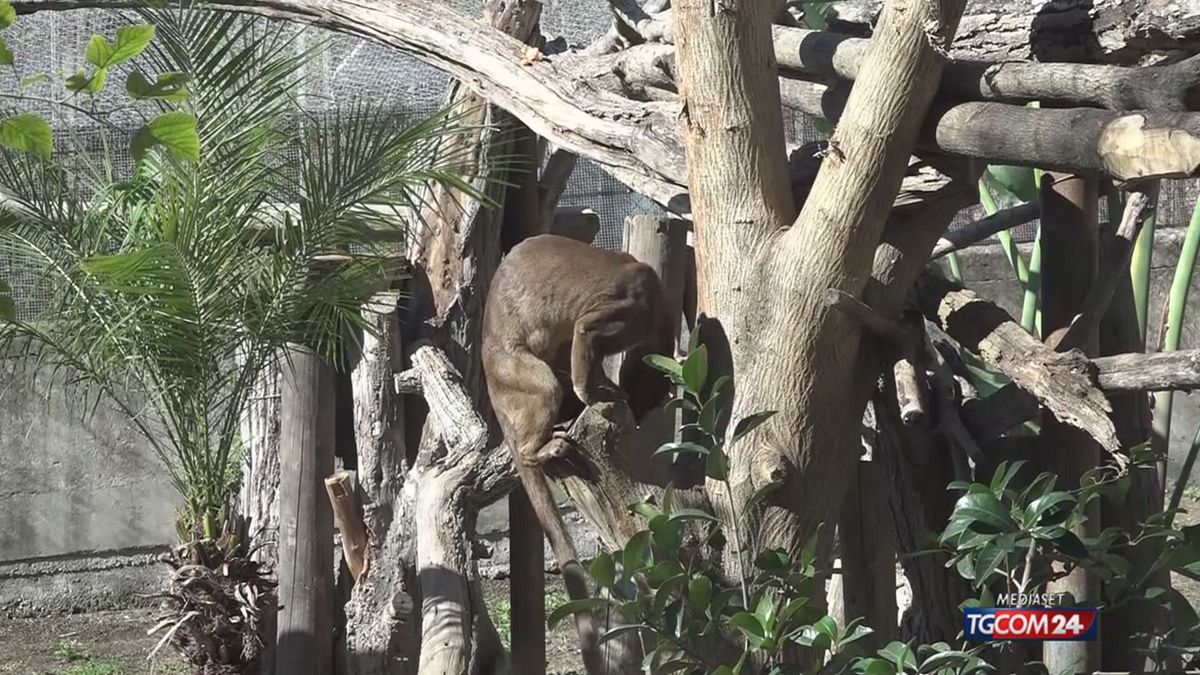 12 O 18 CUCCIOLI DI FOSSA SRV