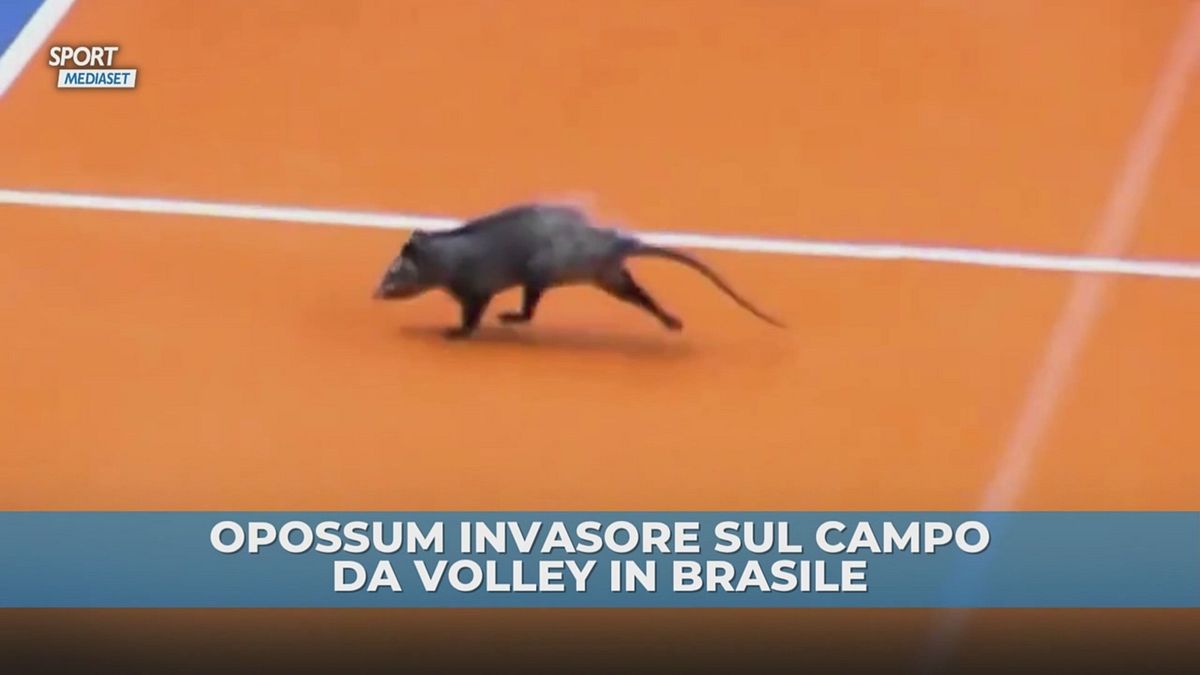 Volley, opossum gigante in campo in Brasile: panico tra le giocatrici