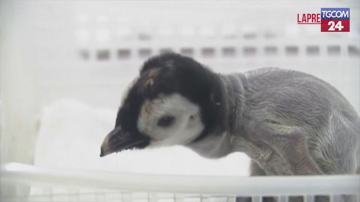 Giappone, tutta la dolcezza del cucciolo di pinguino che pesa 248 grammi