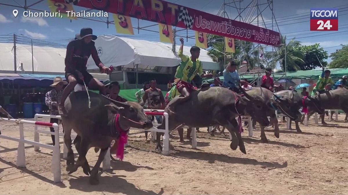 Thailandia, a Chonburi le spettacolari corse dei bufali d'acqua per celebrare il raccolto