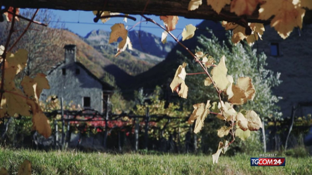 12.05 FOLIAGE TRENO OK
