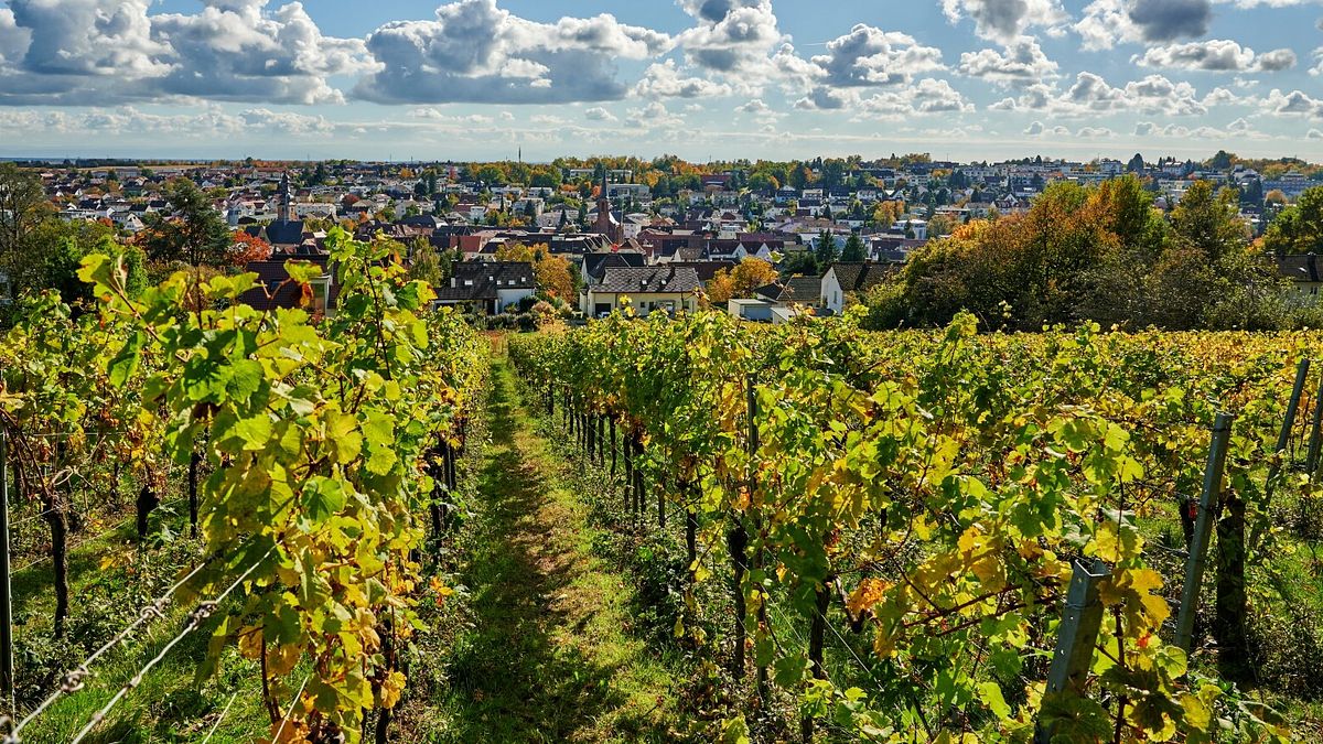 Bad Bergzabern - ph Rheinland-Pfalz Tourismus, Florian Trykowski
