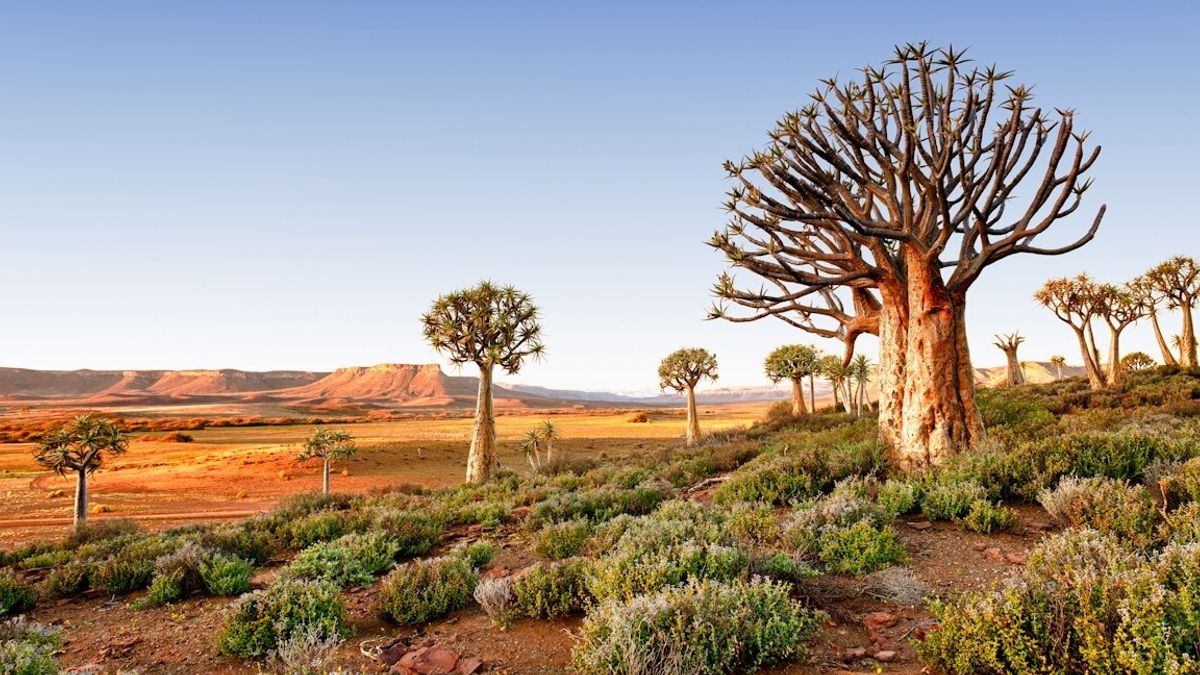  Northern Cape