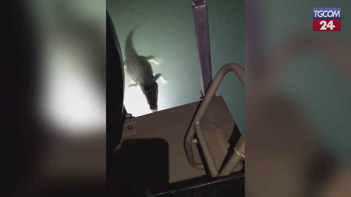 Circondato per ore da coccodrilli, la notte da incubo di un pescatore australiano