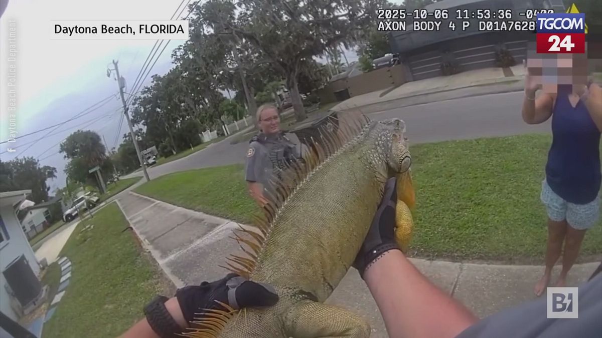 Florida, tenta la fuga ma viene catturata dalla polizia… in manette un'iguana