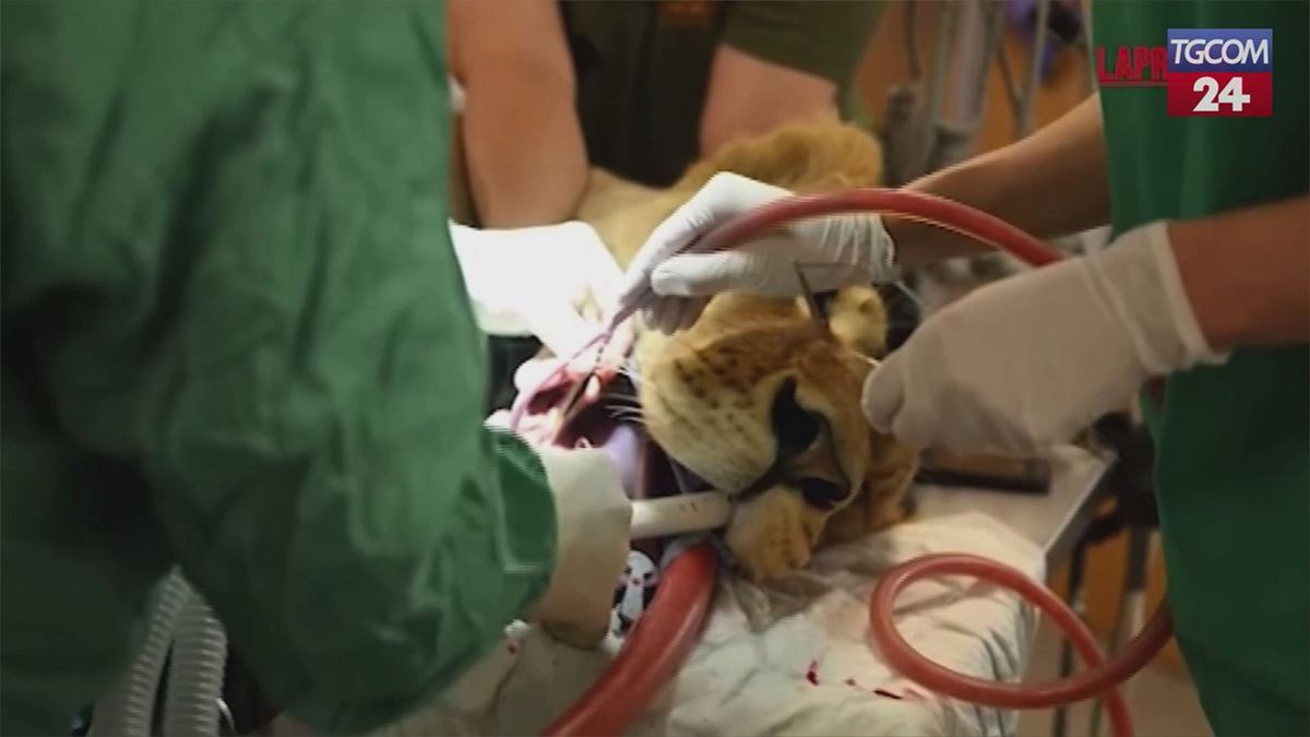 Regno Unito, anche la leonessa va dal dentista: estratto un dente infetto