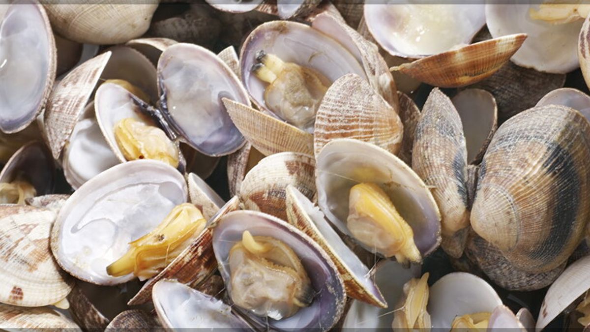 Le vongole veraci di Goro