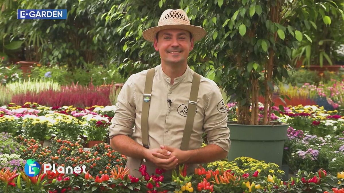 E-Garden: come arricchire il balcone in vista dell'autunno