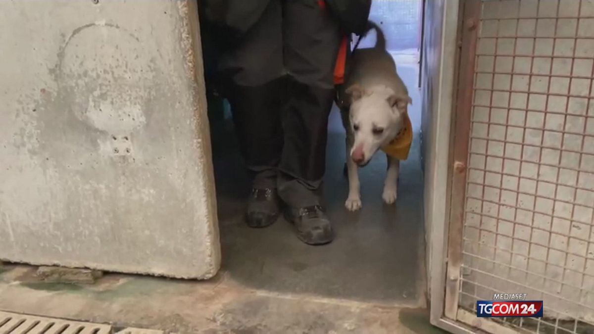 18.25 ROMA, I CANI "DIMENITCATI"