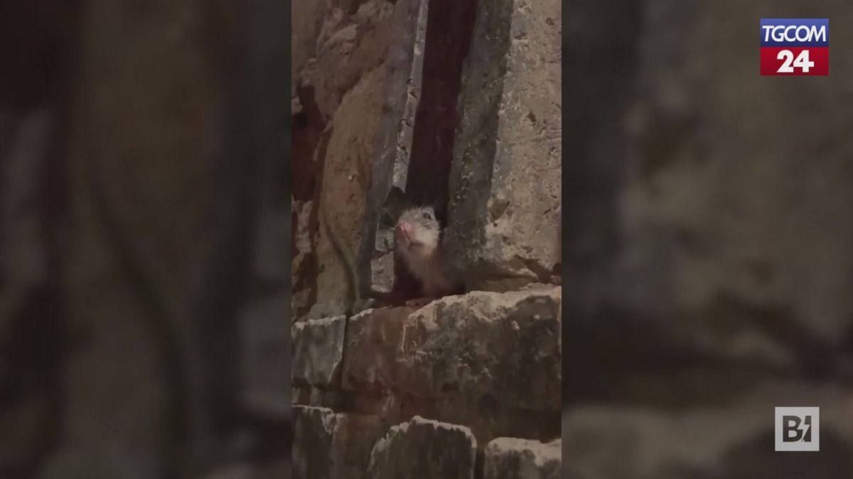 Roma, topo sbuca dal muro durante la cena davanti al Colosseo