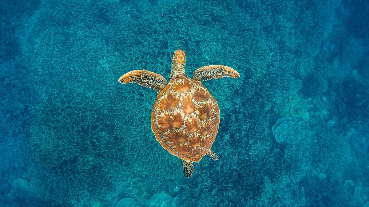 Tartaruga, Wilson Island, Great Barrier Reef - ph TEQ