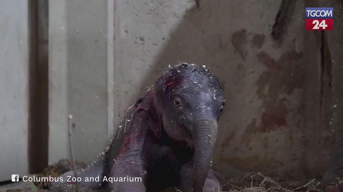 Usa, al Columbus Zoo nasce il secondo elefantino in un anno: coccole tra mamma e piccolo