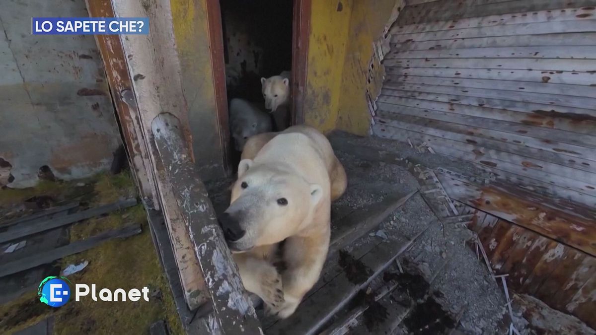 Lo Sapete Che: gruppo di orsi polari occupa una stazione di ricerca abbandonata