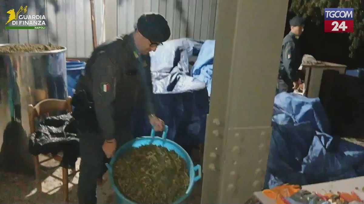 Napoli, scoperta una "fabbrica" per la lavorazione della cannabis